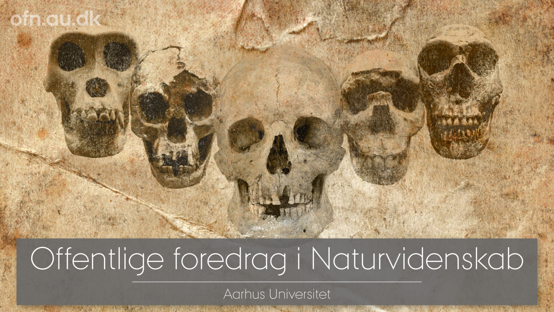 DNA-og-fossiler-udvider-vores-stamtrae_16-9